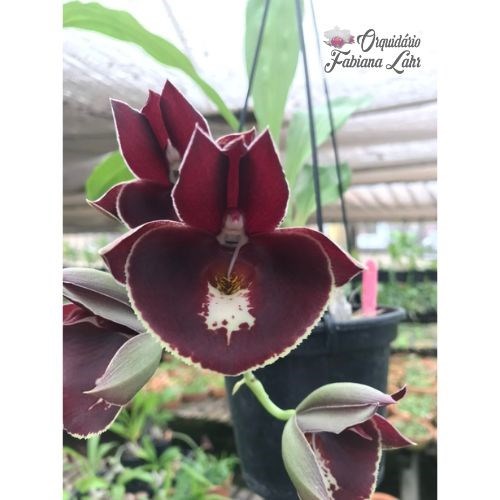 【one flower】 Encontrar produtos - Orquiloja