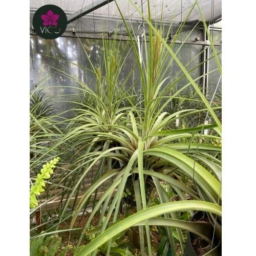 Tillandsia Fasciculata 