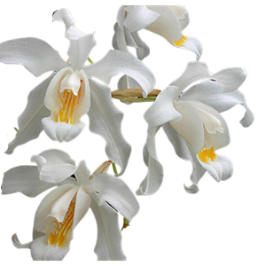 Orquídea Coelogyne Cristata *Adulta*
