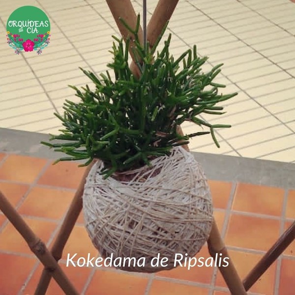 Kokedama de Folhagem Ripsalis