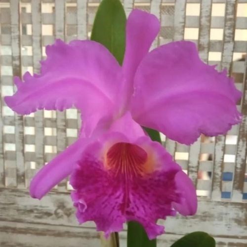 Orquídea Cattleya luedemanniana x Lc. Nobile's Emotions