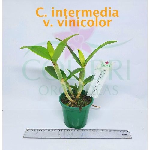 Orquídea Cattleya intermedia vinicolor
