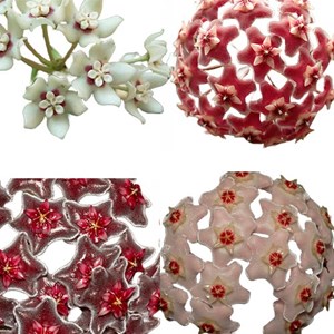 Combo de flores de cera para Iniciantes mudas enraizadas no pote nº 6