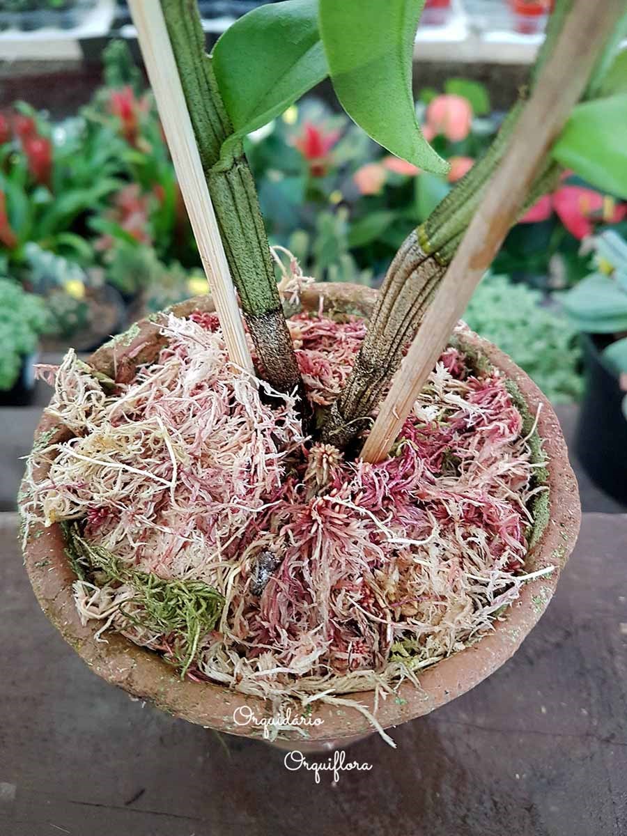 Musgo Sphagnum 5 Litros Substrato Para Plantas E Orquídeas
