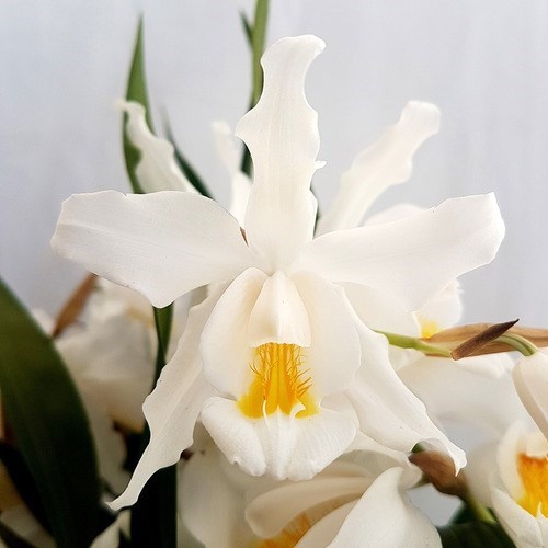 Orquídea Coelogyne cristata Entouceirada ! Planta Adulta !