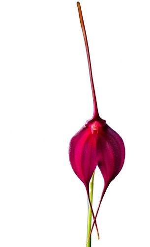 Orquidea Masdevallia Machu Picchu. Planta Adulta Cortes Disp
