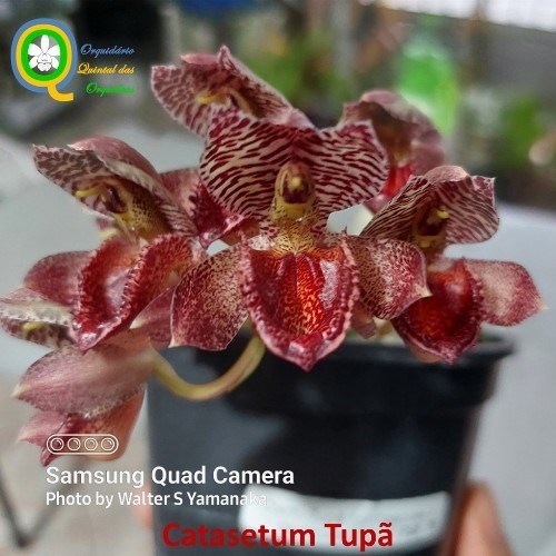 Catasetum Tupã - adulto