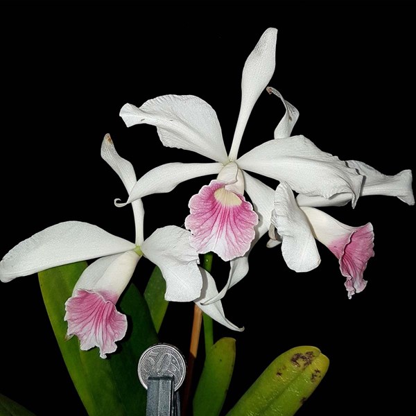 Orquidea Laelia purpurata carnea Planta Adulta Que Já Floriu