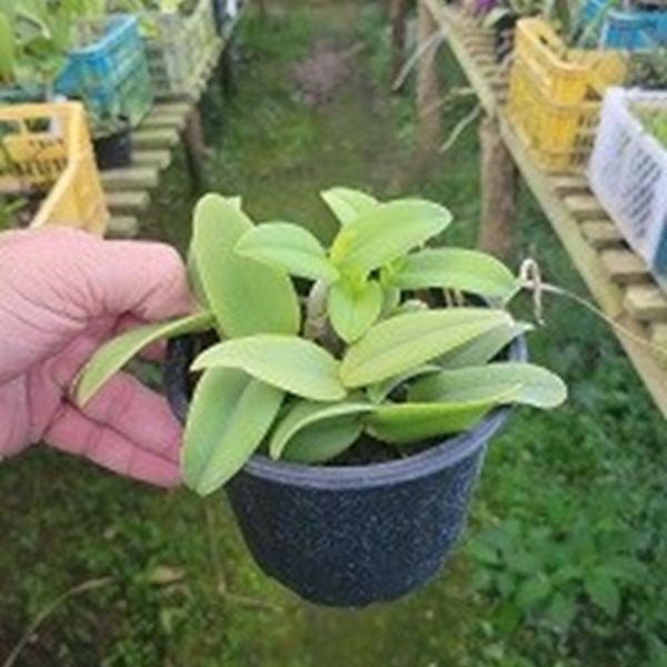 Cattleya schilleriana albescens