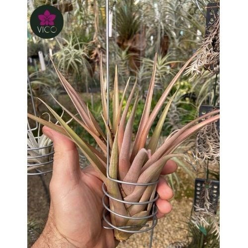 Tillandsia Captata Guzmanioides
