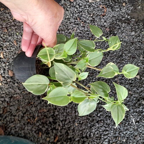 Folhagem Peperomia Pendente (Peperomoa scandens)