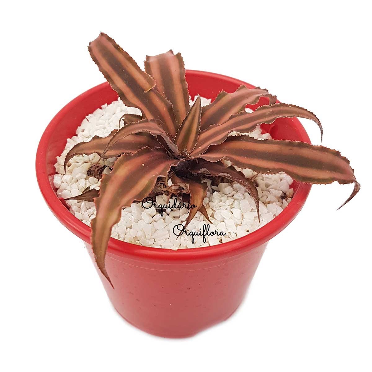 Muda Bromelia Neoregelia Cryptanthus Rosada Com Vaso
