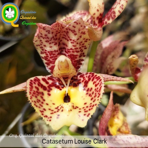 Catasetum Louise Clark - ADULTO
