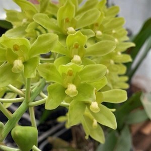 Orquídea Grammatophyllum scriptum