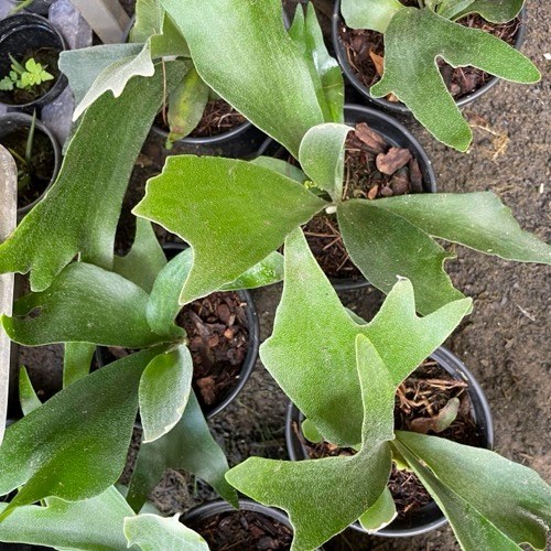 Folhagem Chifre-de-Veado (Platycerium bifurcatum)