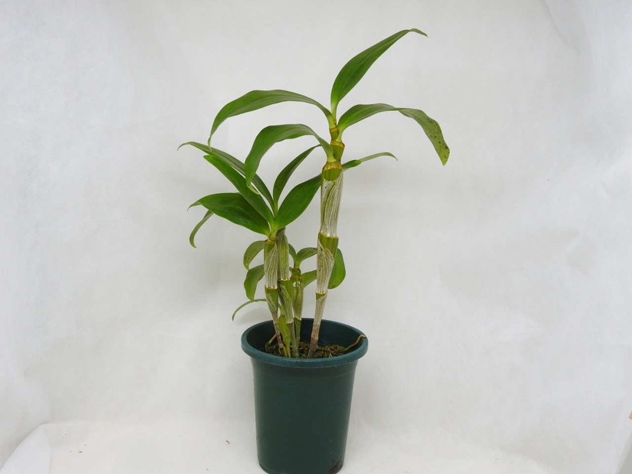 Orquídea Dendrobium densiflorum