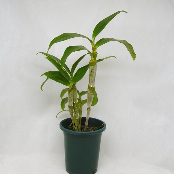 Orquídea Dendrobium densiflorum