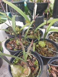 Encyclia Rioclarense ESPECIAL