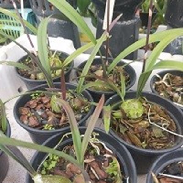 Encyclia Rioclarense ESPECIAL
