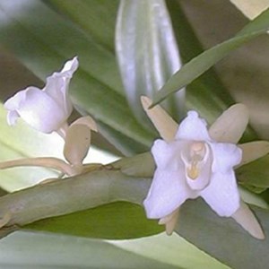 Orquídea Eria brachystachya
