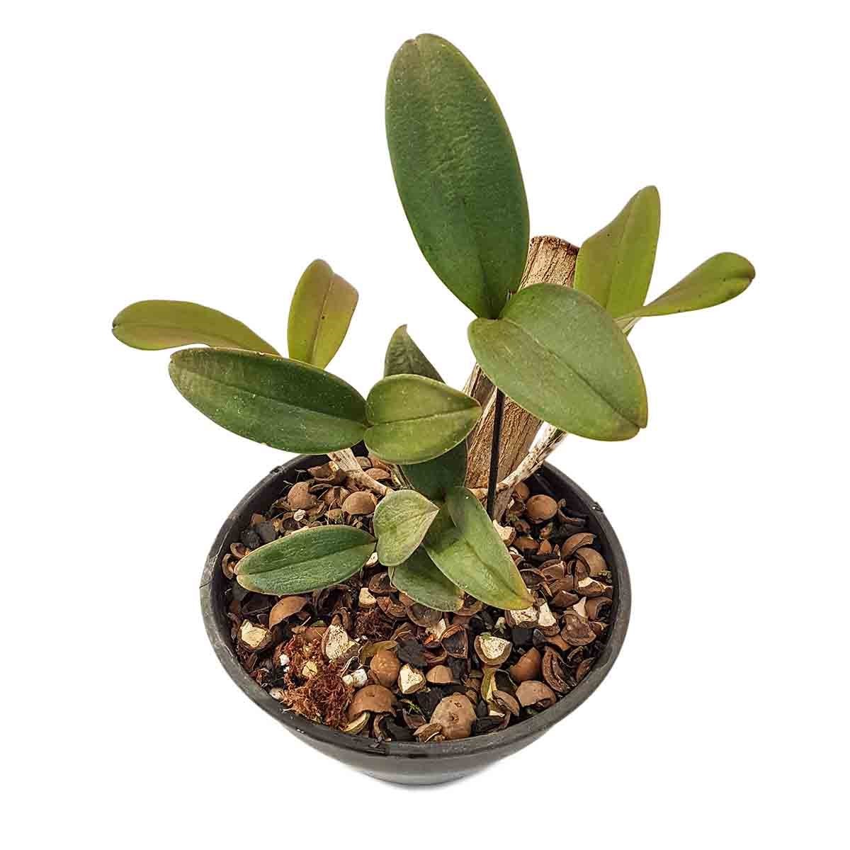 Orquídeas Cattleya schilleriana X Cruzeiro Do Sul