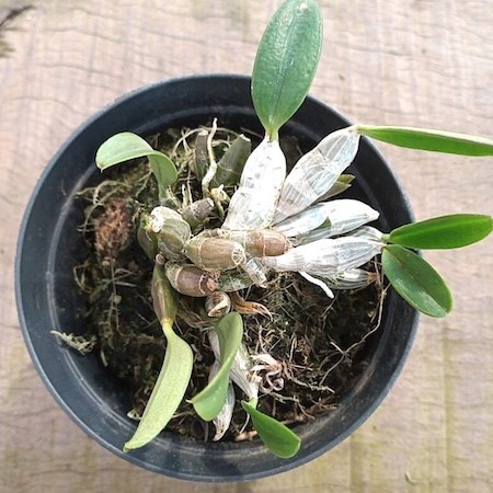 Orquídea Dendrobium lindleyi (aggregatum)