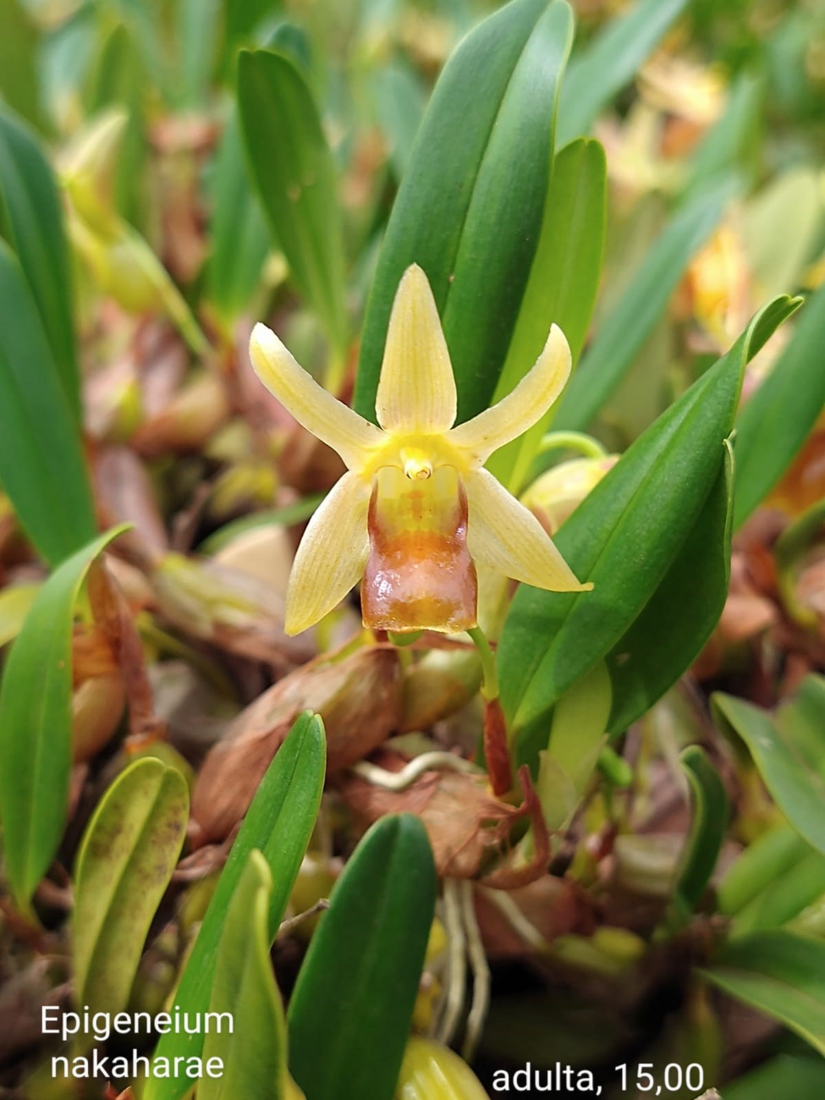 Orquídea Kit Especial - Variedades