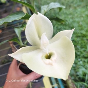 Catasetum Pileatum sp white - Adulto