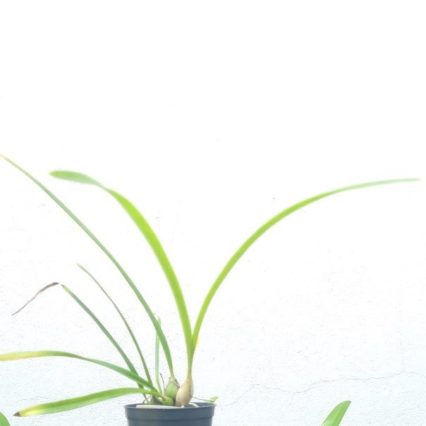 Encyclia Eugenia Schnurr