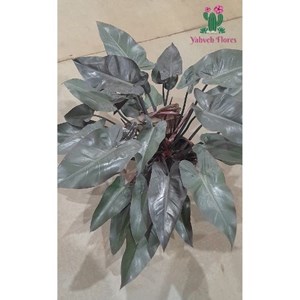 Philodendron Rubro  (Erubescens)