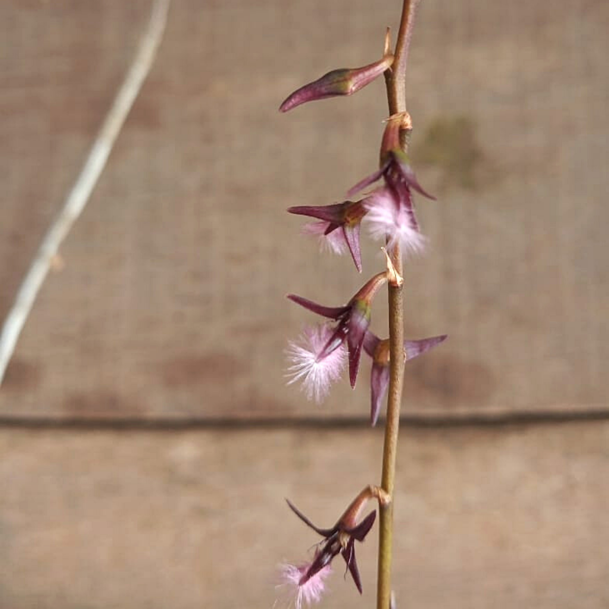 Orquídea Bulbophyllum miniatum