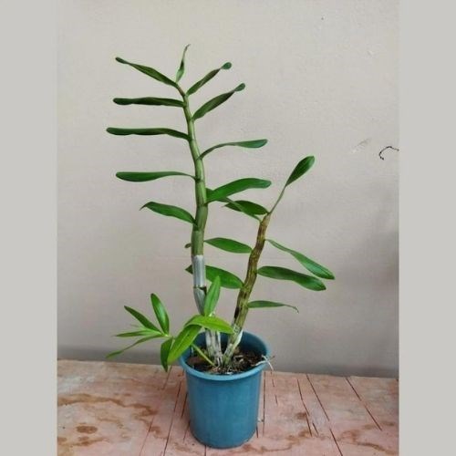 Orquídea Dendrobium Gatton Sunray