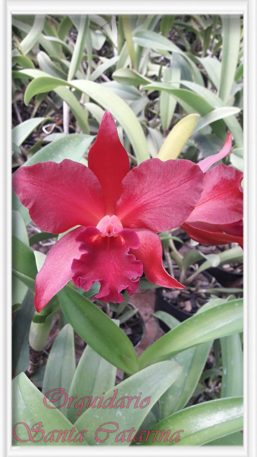 Orquídea BLC. Bruno X Bruno Big Red