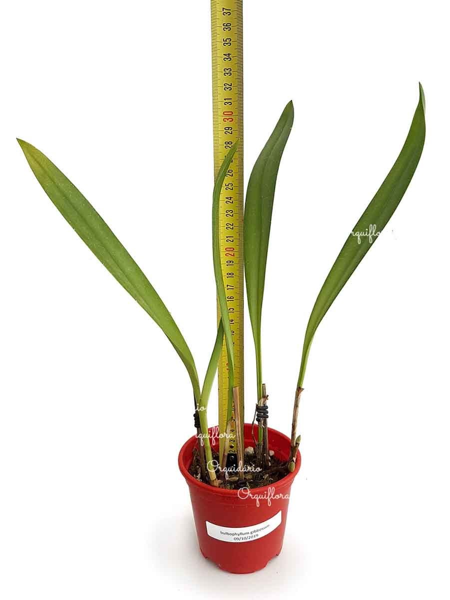 Orquídea Bulbophyllum gibbosum Planta Adulta Flor Branca