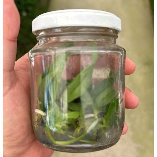 Frasco de Orquídea 32564 WARNERRI FLAMEA CALIMAN X FLAMEA GEAN N 1 SELF