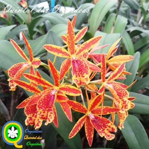 Epicatanthe Volcano Trick - Adulto