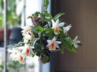 Dendrobium christyanum 
