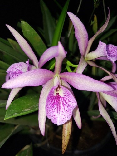 Orquidea Bc. Maikay Mayumi. Adulta