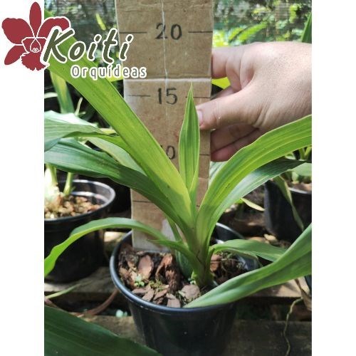 Orquídea Zygopetalum Meristema - Adulta