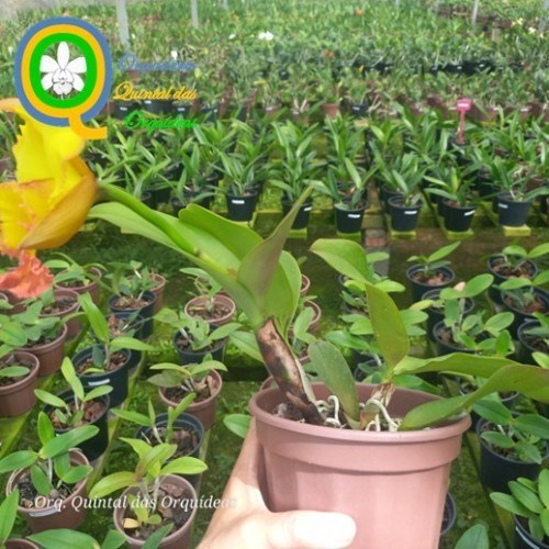 Rlc. Thongsupran Gold #4 - ADULTO