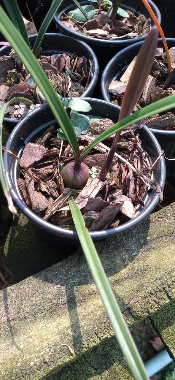 Orquídea Encyclia randii