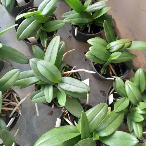 Doritis pulcherrima (Phalaenopsis)