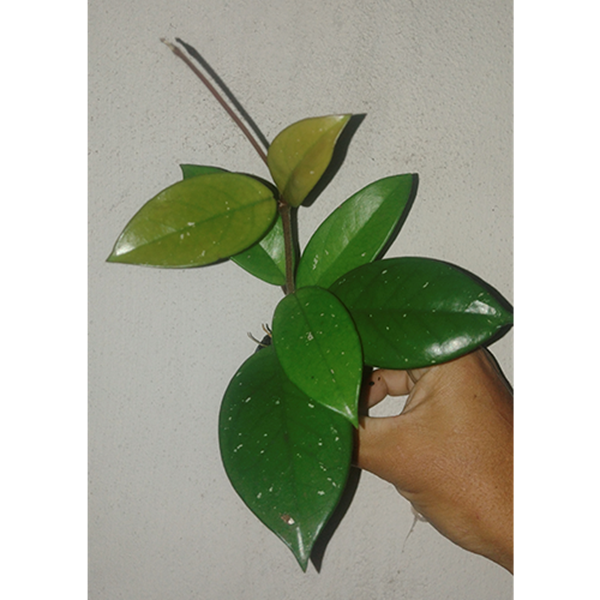 Hoya carnosa - Muda Enraizada