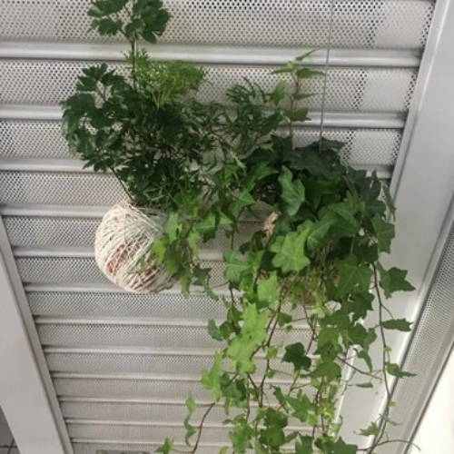 Kokedama de Folhagem Hera Estrela