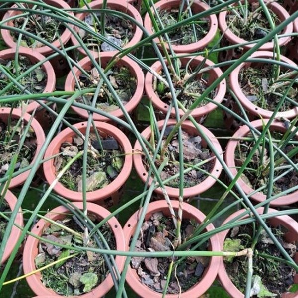 SCUTICARIA STEELEI