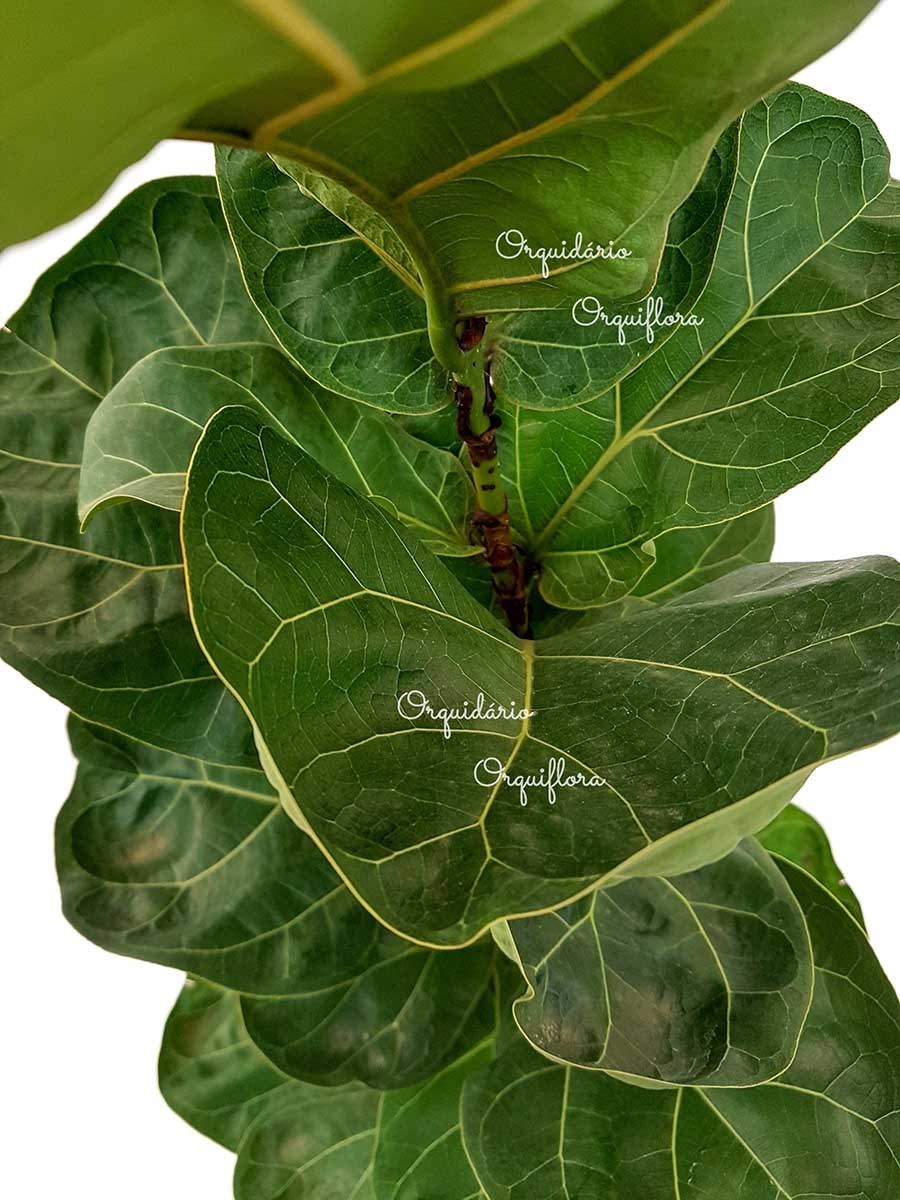 Muda Ficus lyrata Figueira-Lira Planta Natural Ornamental