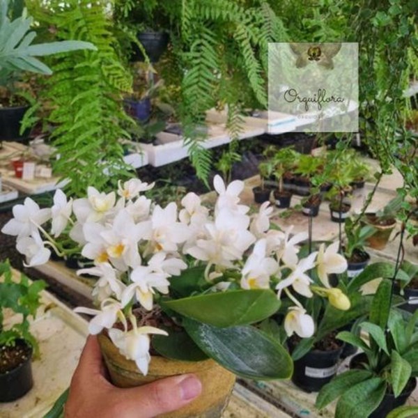 Orquidea Phalaenopsis Joy Spring Venus Planta Rara Importada