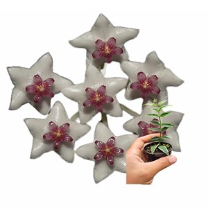 Flor de Cera Hoya bella albomarginata muda enraizada