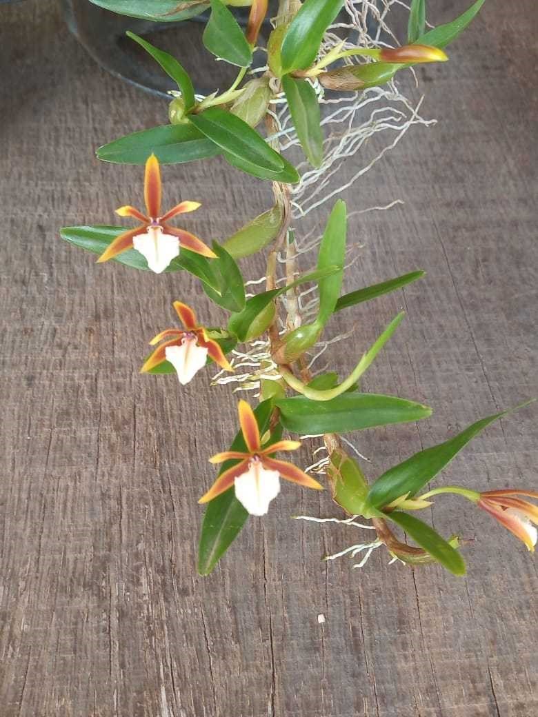 Dinema polibulbo (polybulbon)