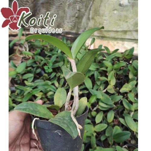 Orquídea Cattleya Akimi Haneda x Cattleya Leopoldii - Tamanho 4
